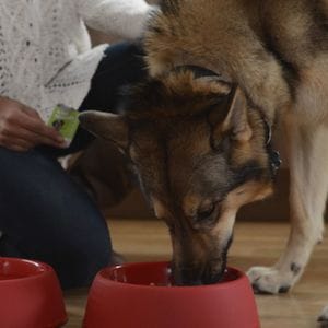 No munchies, all love: how Therabis is bringing hemp medicine to pets No munchies, all love: how Therabis is bringing hemp medicine to pets